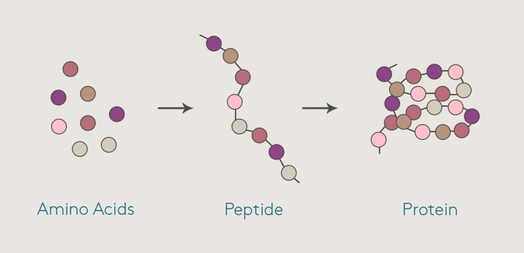 Peptide Based Therapeutics